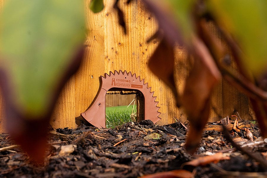 Hedgehog Highways get the green light